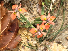 Moraea papilionacea
