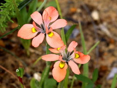 Moraea papilionacea