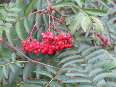 Sorbus commixta