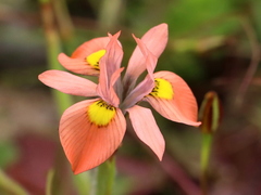 Moraea papilionacea