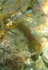 Parablennius incognitus