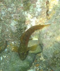 Parablennius incognitus