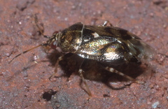 Deraeocoris nebulosus