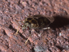Deraeocoris nebulosus