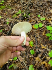 Russulales