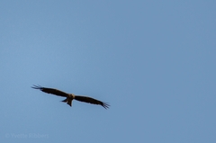 Milvus migrans parasitus