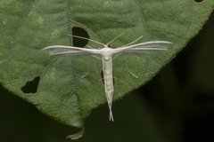 Pterophorus lacteipennis