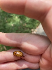 Cyclocephala