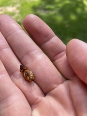 Cyclocephala