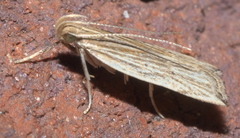 Helcystogramma hystricella