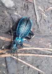 Carabus intricatus