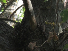 Certhia brachydactyla