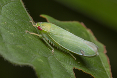 Krisnini