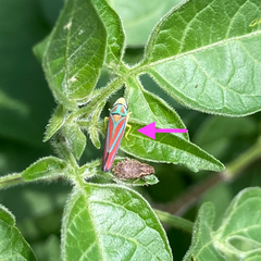 Graphocephala coccinea
