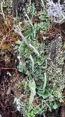 Cladonia digitata