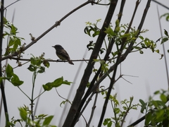 Camptostoma obsoletum