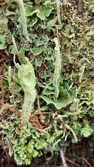 Cladonia digitata