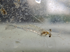 Eumalacostraca