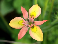 Moraea papilionacea