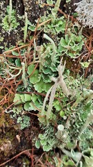 Cladonia digitata