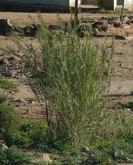 Gomphocarpus fruticosus