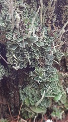 Cladonia digitata