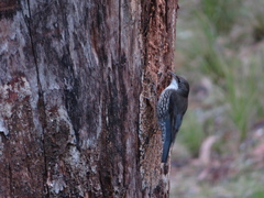 Cormobates leucophaea