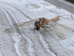 Sympetrum vulgatum