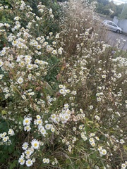 Erigeron annuus