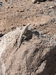 Callisaurus draconoides