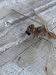 Sympetrum vulgatum