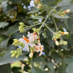 Nyctanthes arbor-tristis