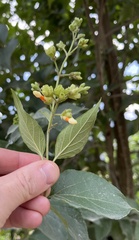 Nyctanthes arbor-tristis