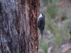 Cormobates leucophaea