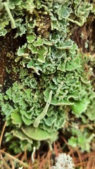 Cladonia digitata
