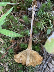 Cantharellula umbonata