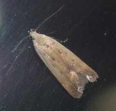 Anacampsis fullonella