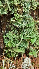 Cladonia digitata