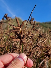 Bolboschoenus maritimus