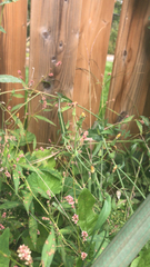 Persicaria sagittata