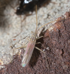 Trigonotylus pulcher