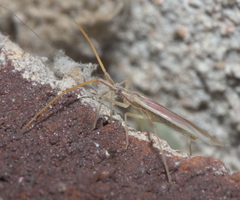 Trigonotylus pulcher