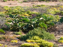 Mesembryanthemum barklyi