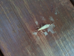 Oecanthus exclamationis