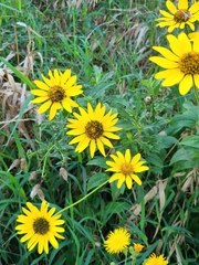 Helianthus angustifolius