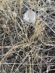 Bromus tectorum