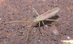 Trigonotylus pulcher