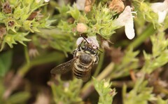 Megachile argentata
