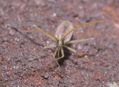 Trigonotylus pulcher