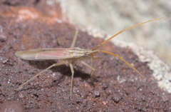 Trigonotylus pulcher